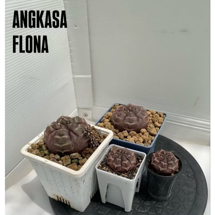 Gymno Miha “Daydream”Gymnocalycium mihanovichii cv. Daydream(Rooted offset)