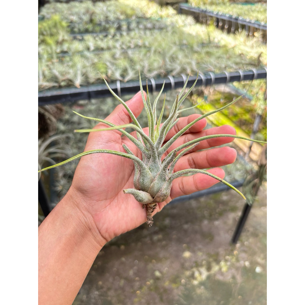 Tillandsia Pruinosa