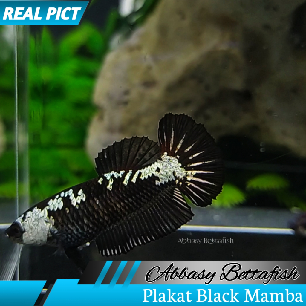 Plakat Black Mamba/Samurai Betina Female Real Picture