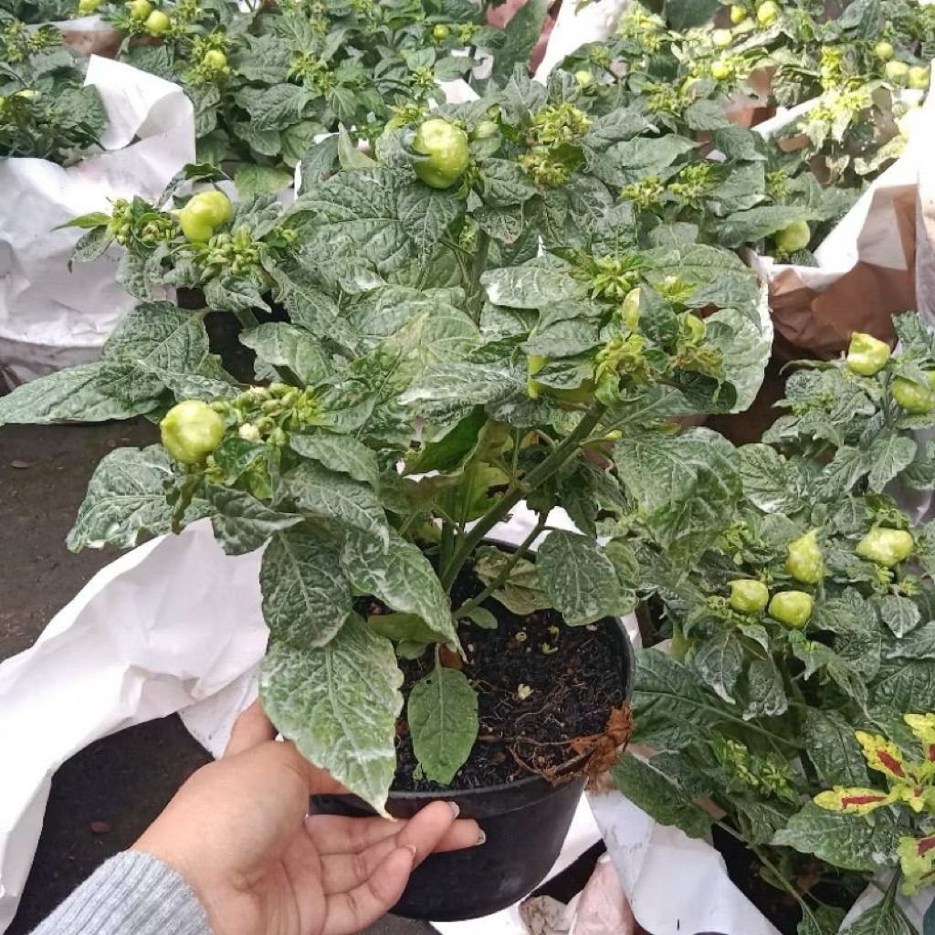 Tanaman Cabe Gendot, Pohon Cabe Gendot