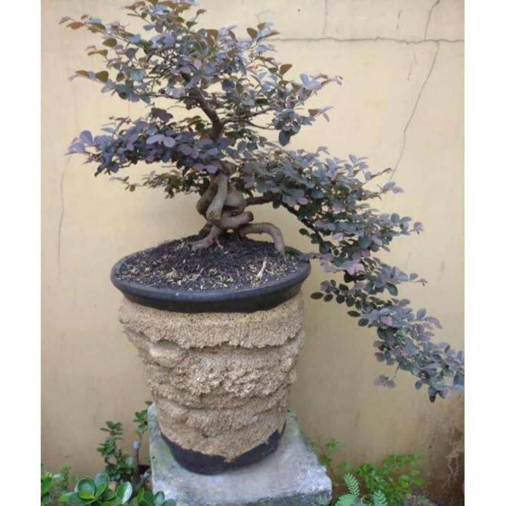 Bibit Tanaman Hias Serut Merah Bibit Bonsai || Bibit Bonsai Loropitalum Tabulampot