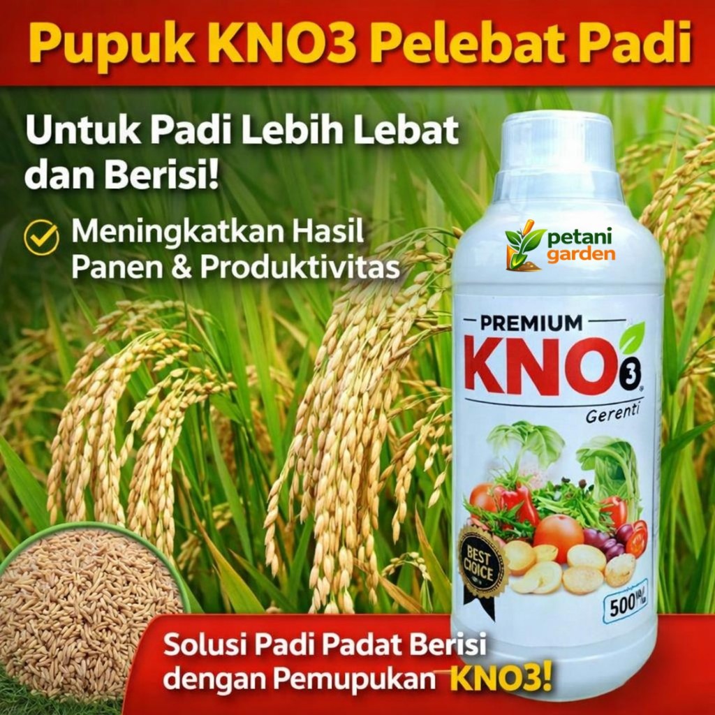 Pupuk KNO Pelebat Padi Super Booster – Bikin Malai Panjang, Bulir Padat Berisi, Kurangi Rontok & Ham