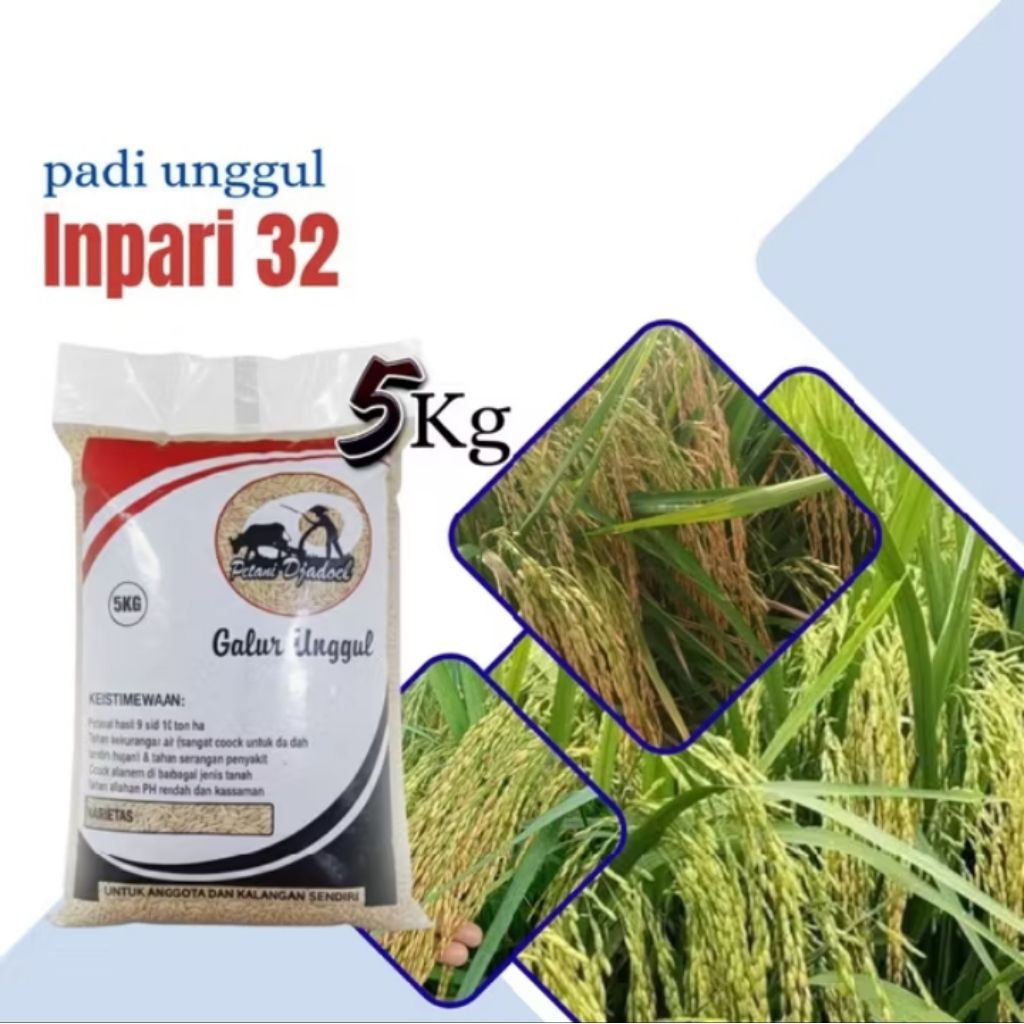 Bibit padi unggul inpari32 5kg