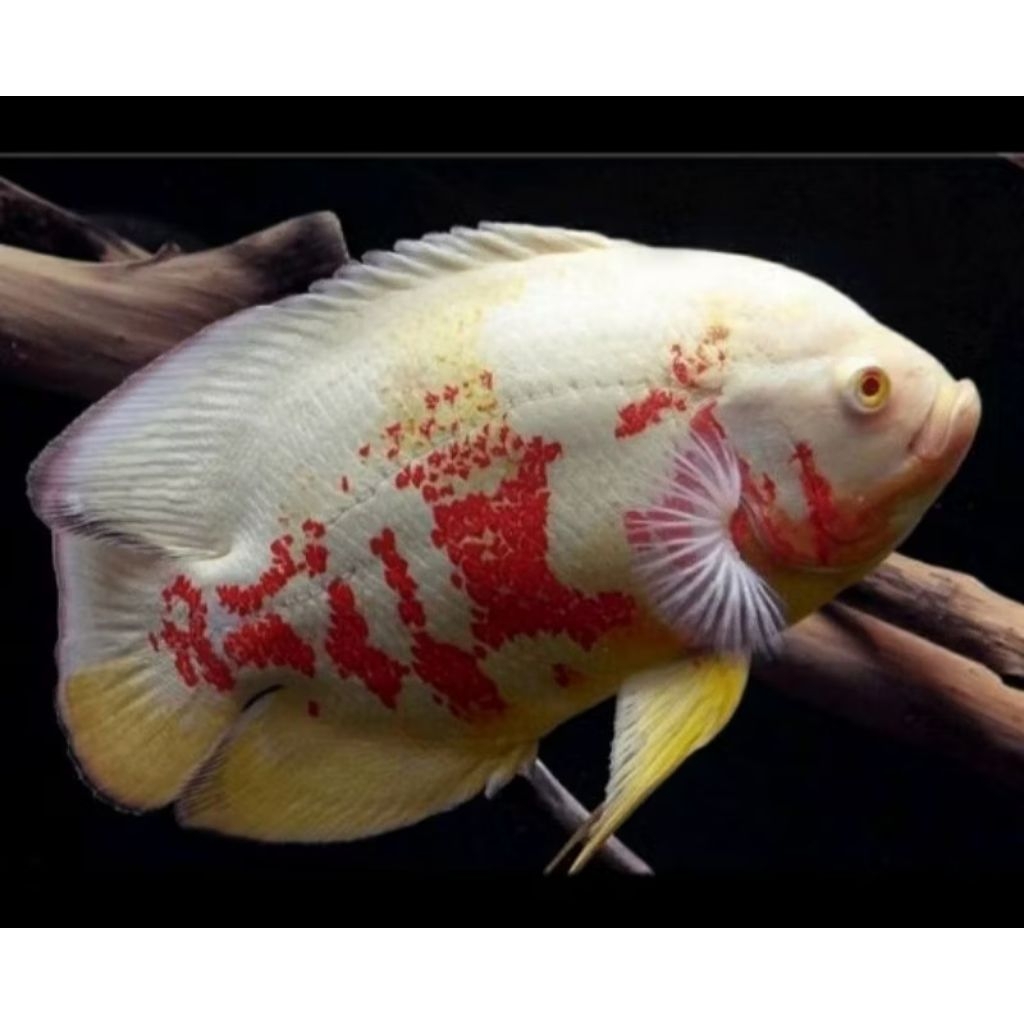 Oscar size 10-12cm..cichlid black red albino vitamin super original ikan hiyas dekorasi Akuarium aqu