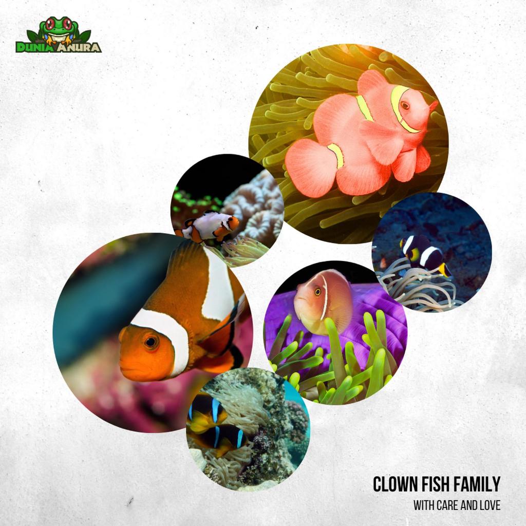 Ikan hias laut Nemo - Giro - Clown fish