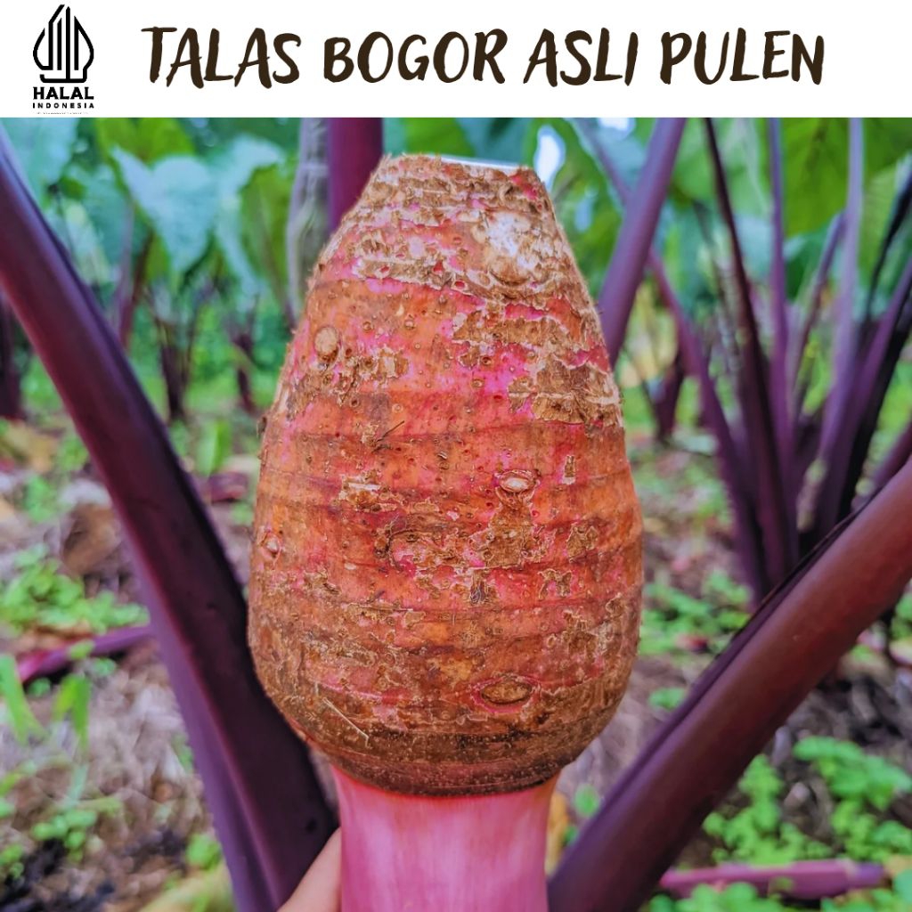 TALAS BOGOR 1KG, TALAS UNGU, ASLI BOGOR