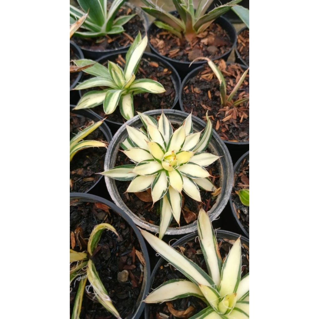 agave filifera mini mediopicta
