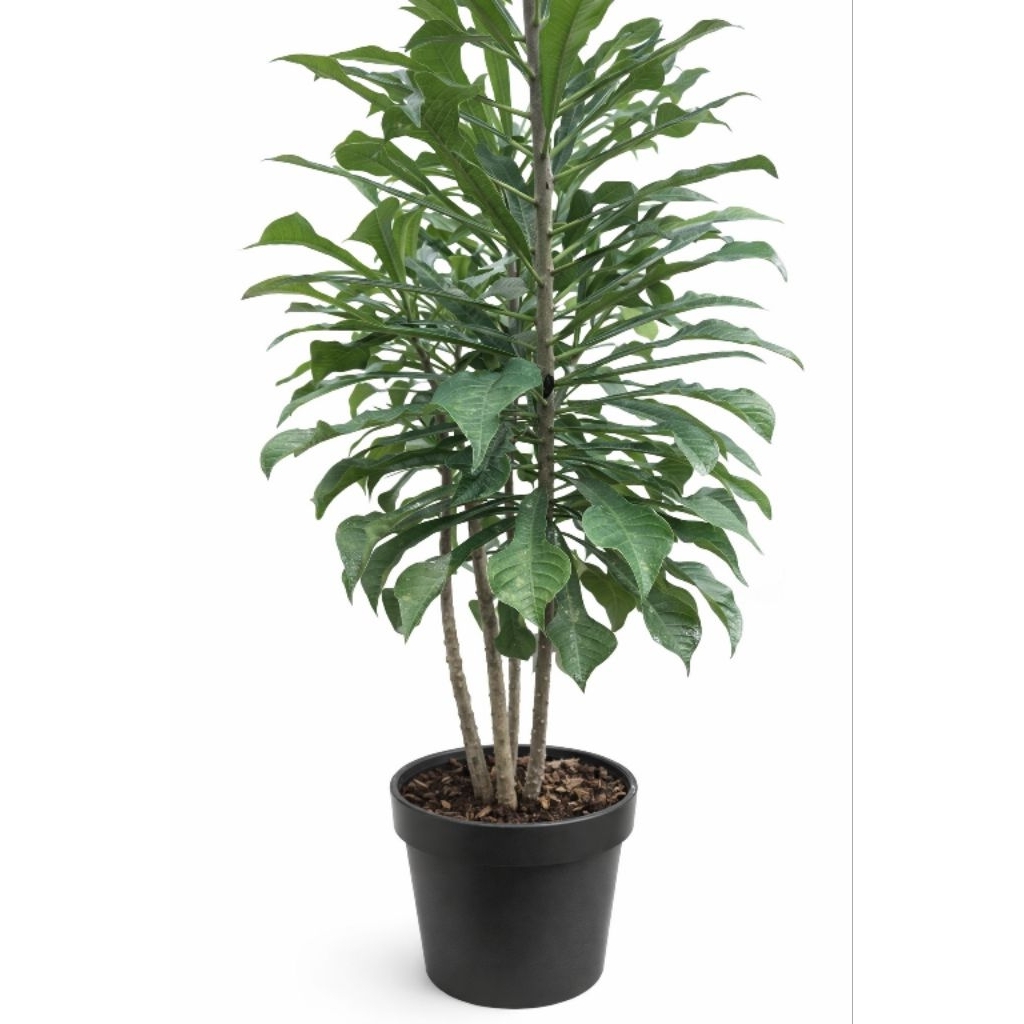 Bibit tanaman pagoda putih atau Plumeria pudica