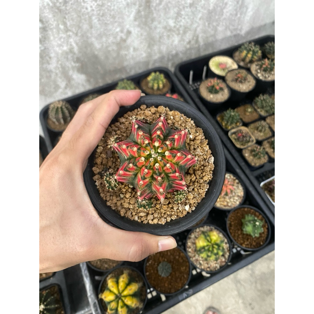 Gymnocalycium T11135 (Potelan)
