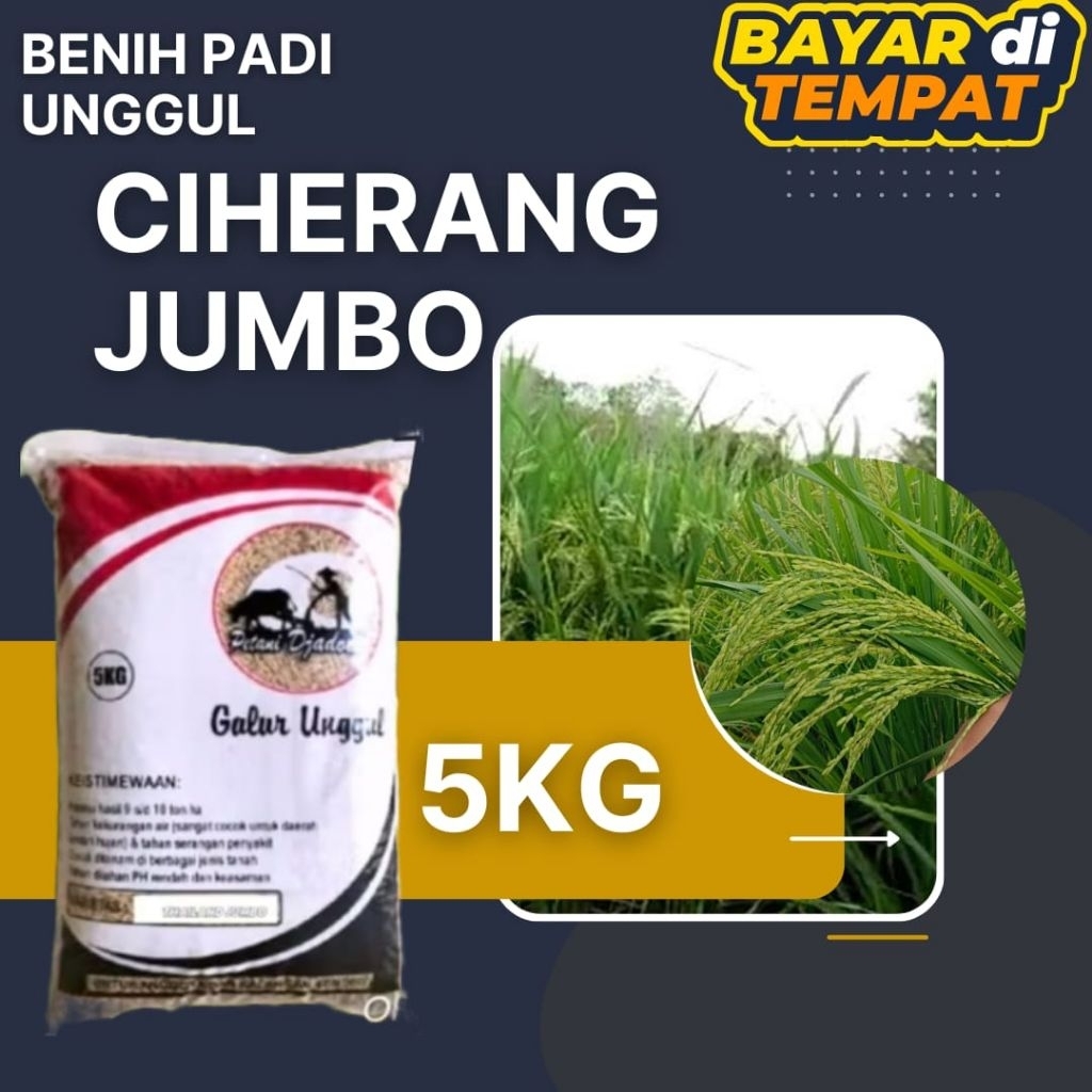 BENIH PADI UNGGUL CIHERANG JUMBO BERKUALITAS