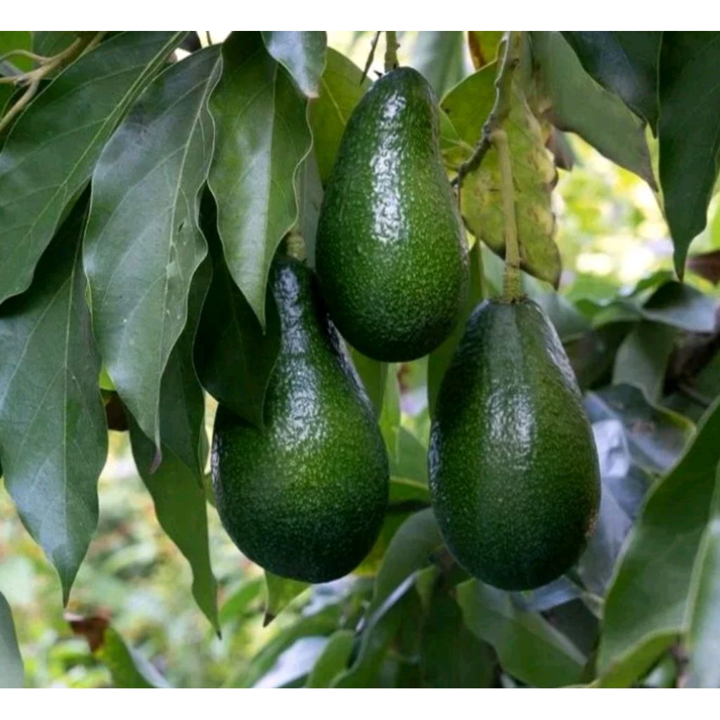 entres alpukat unggul besar 10pcs