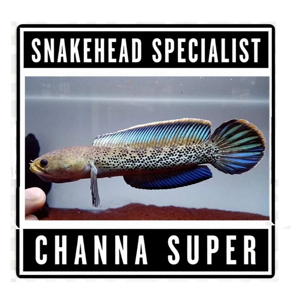 stwarti 7-8 cm special kolpri