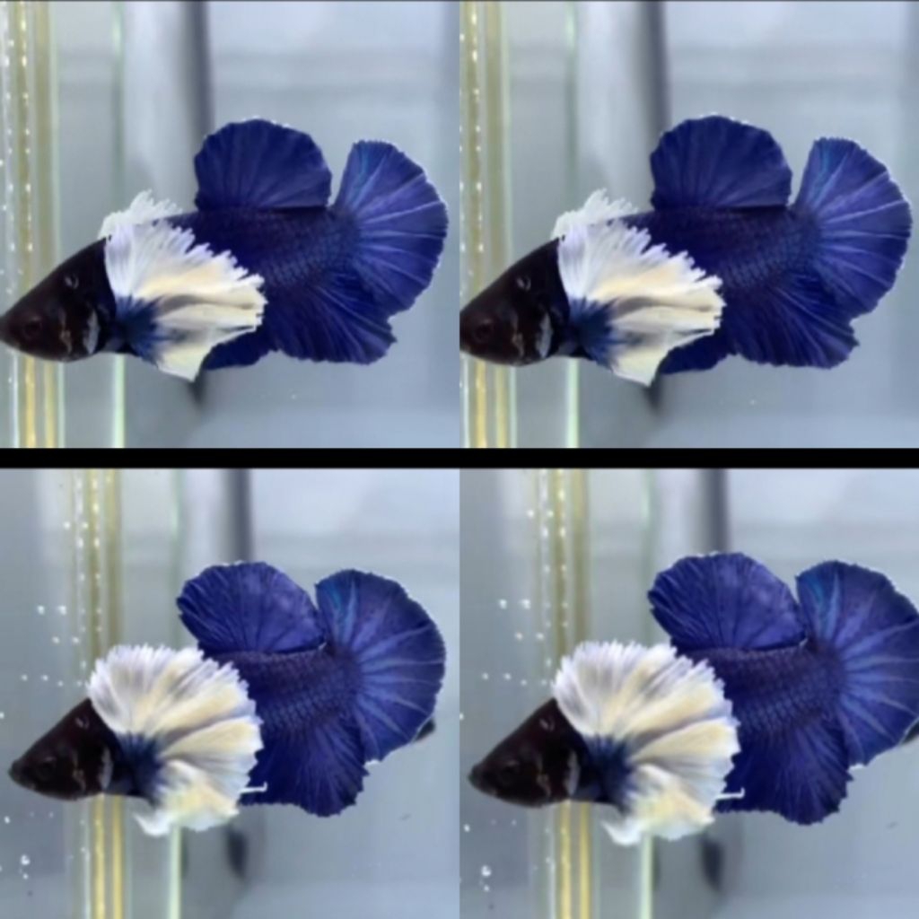 Dumbo Ear (BLUE SERIES) Sepasang Dewasa