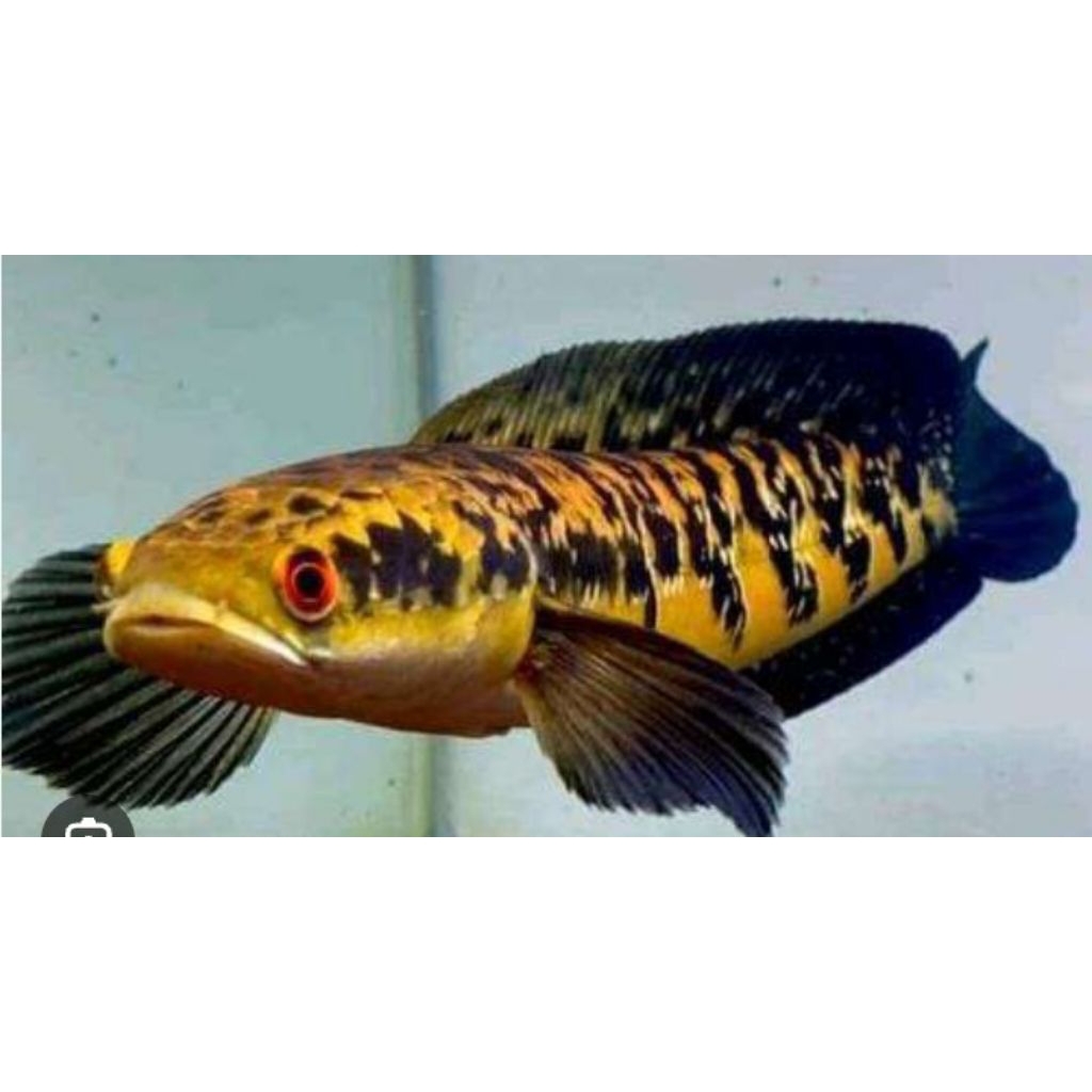 ys jumbo mulai kuning 17-20cm berkualitas