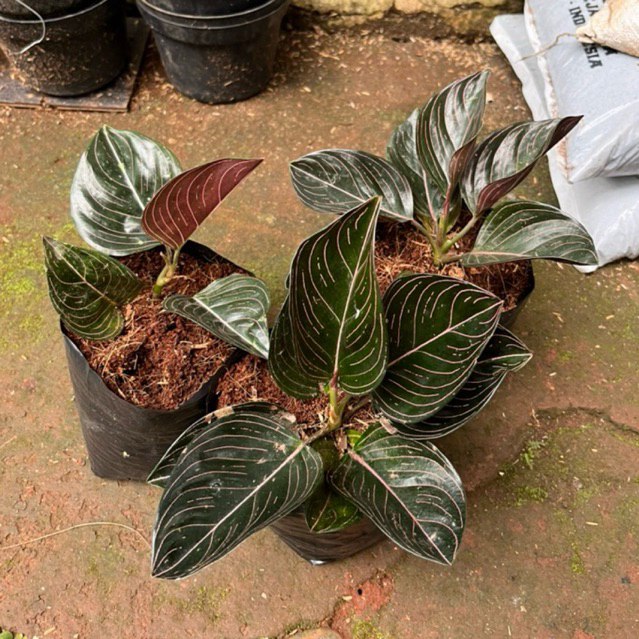 Aglonema rotundum aceh | Tanaman aglonema rotundum aceh merah | Aglaonema rotundum aceh 2