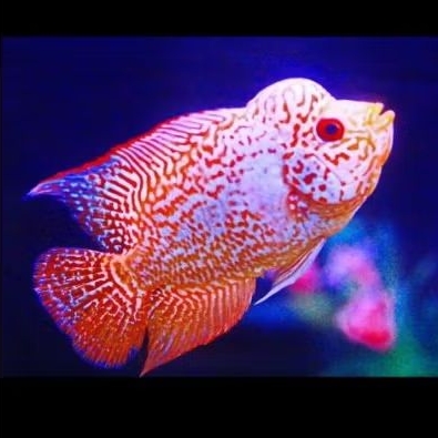 Burayak Louhan lohan Line Golden Base CC Size 3 cm