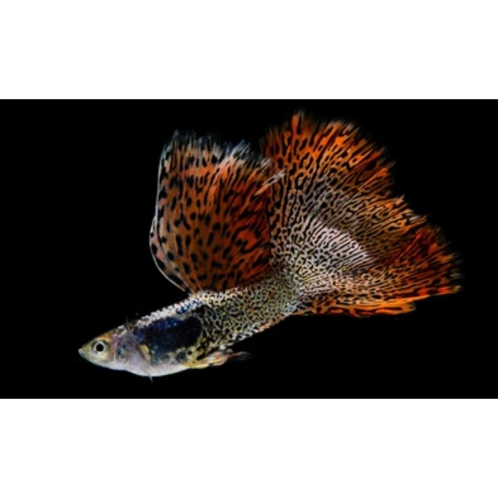 tanaman air guppy red lace