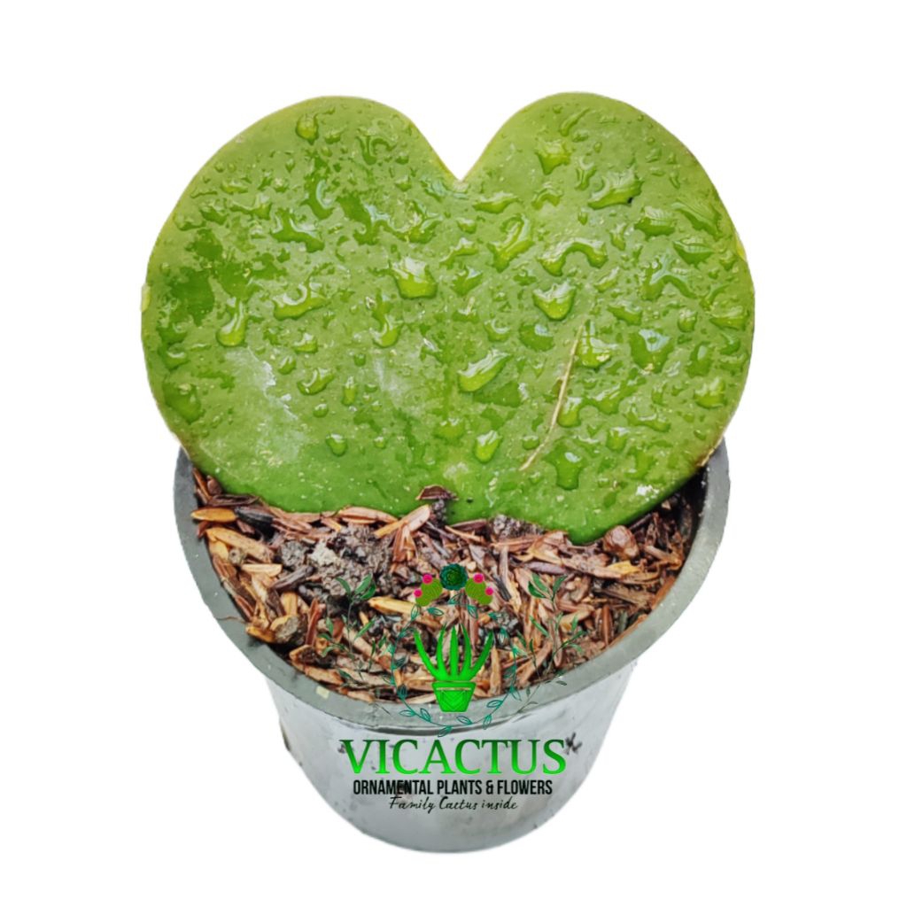 Tanaman Hias Sukulen: Hoya kerrii Love