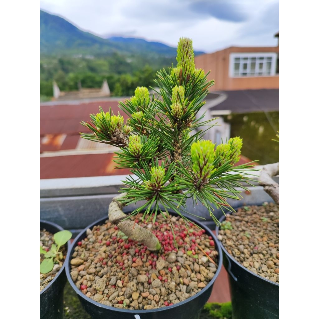 BONSAI JAPANESE BLACK PINE SENJUMARU/ BONSAI PINUS JEPANG SENJUMARU