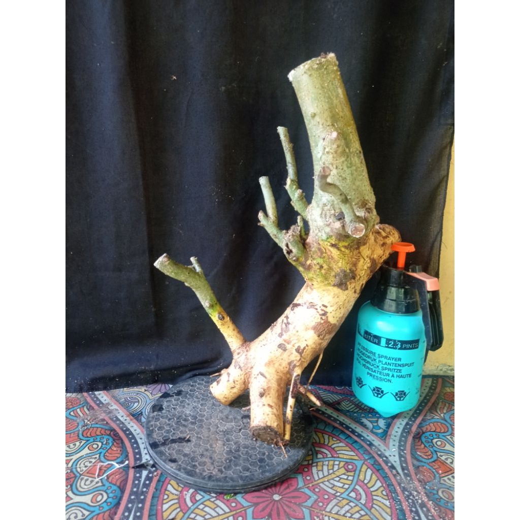 Dongkelan serut Large segarrr