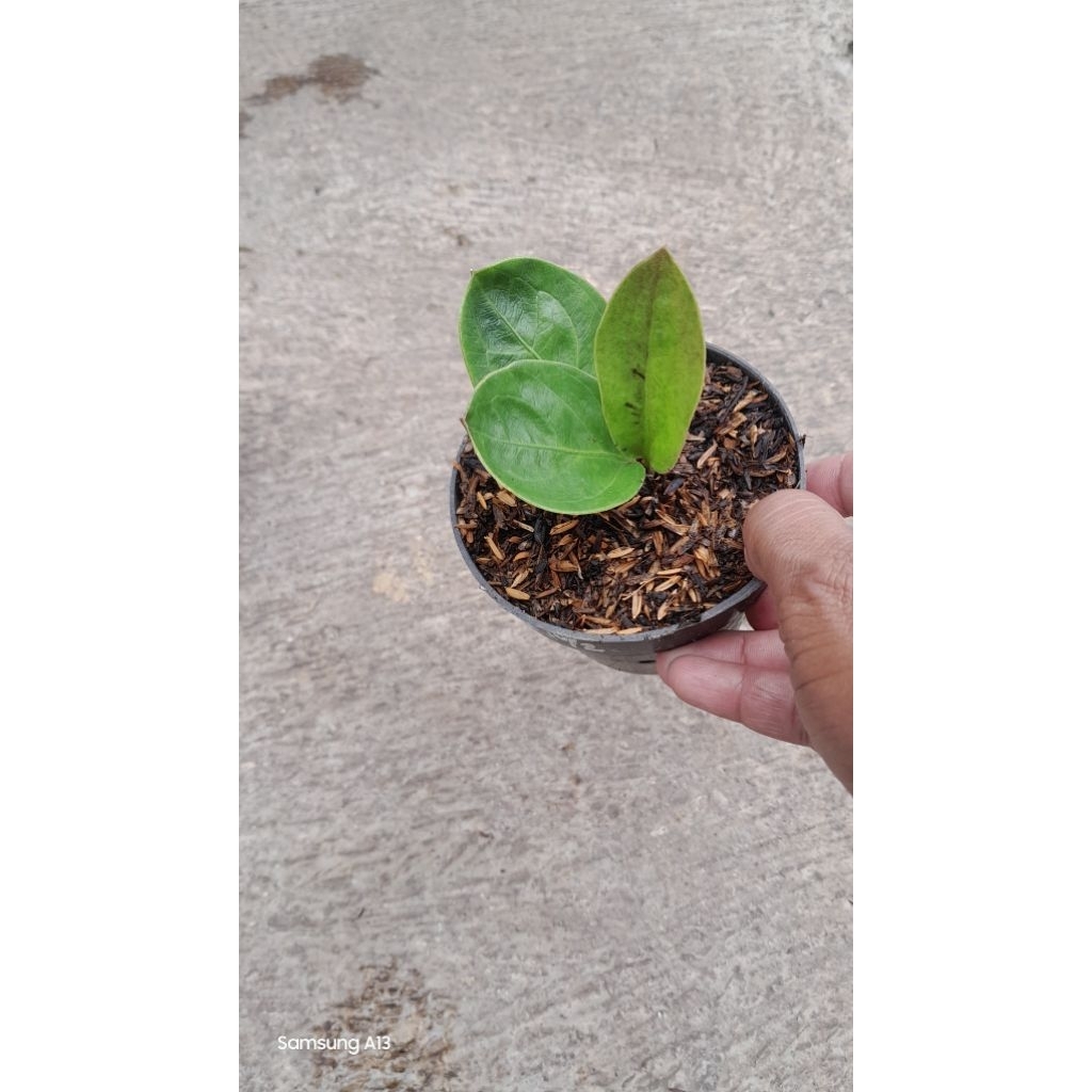 Anthurium Jemani/Jenmani Mangkok FORTUNE (Size Baby Daun 3) (4)