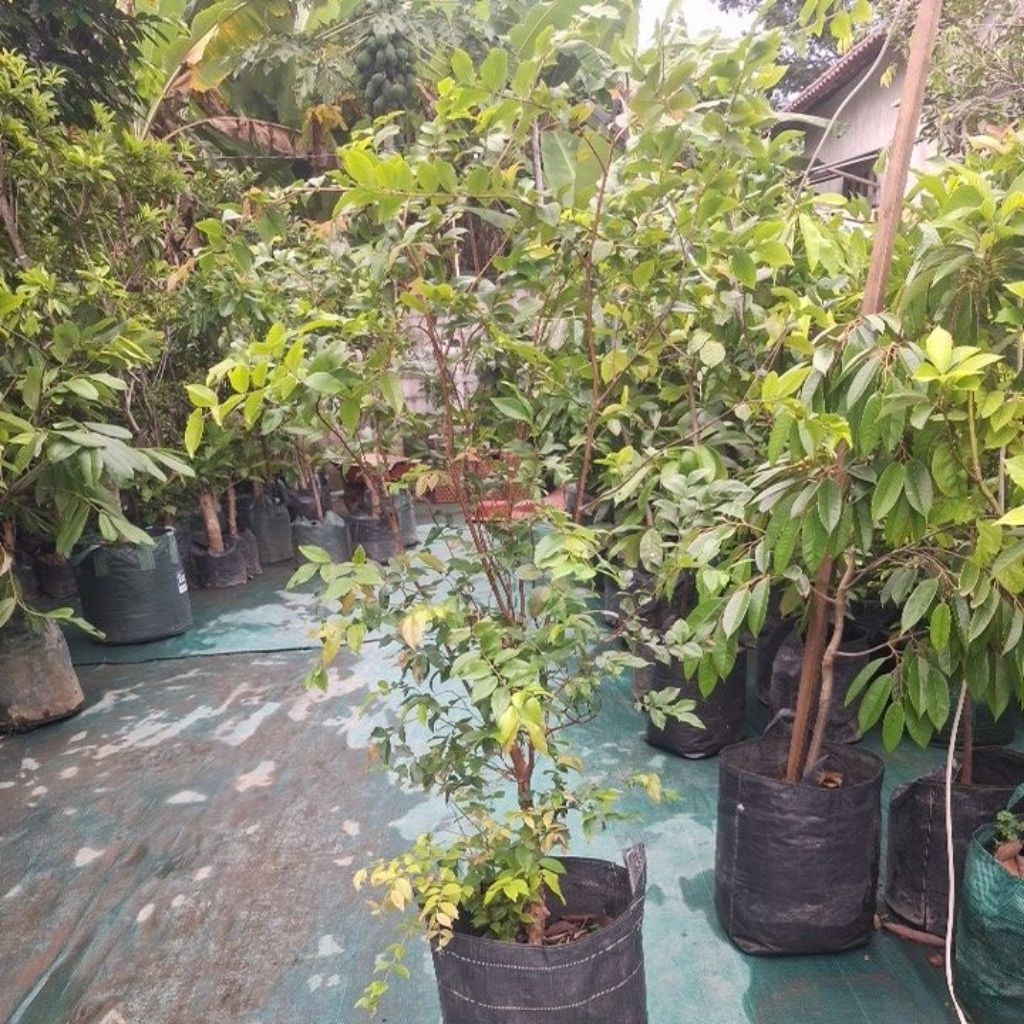 anggur pohon freco planterbag sudah berbuah