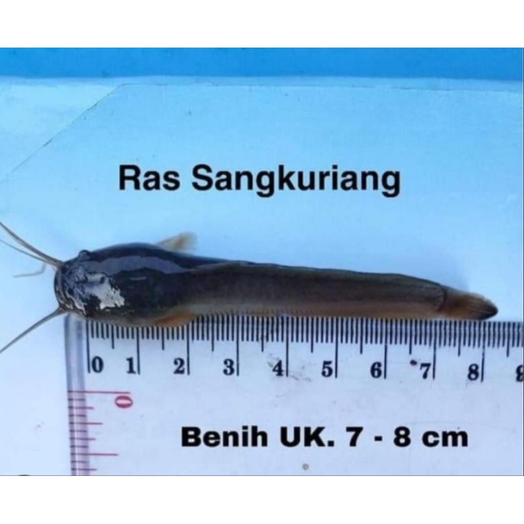 bibit ikan lele sangkuriang ukuaran 7-8cm