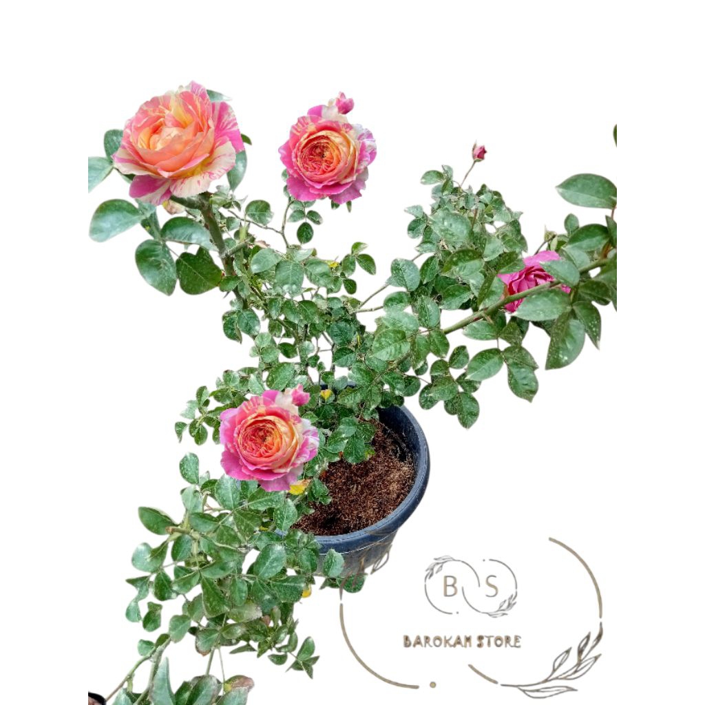 Mawar import rambat tanpa duri Julie Andrew indukan mudah berbunga wangi rimbun- Tanaman hidup berbu