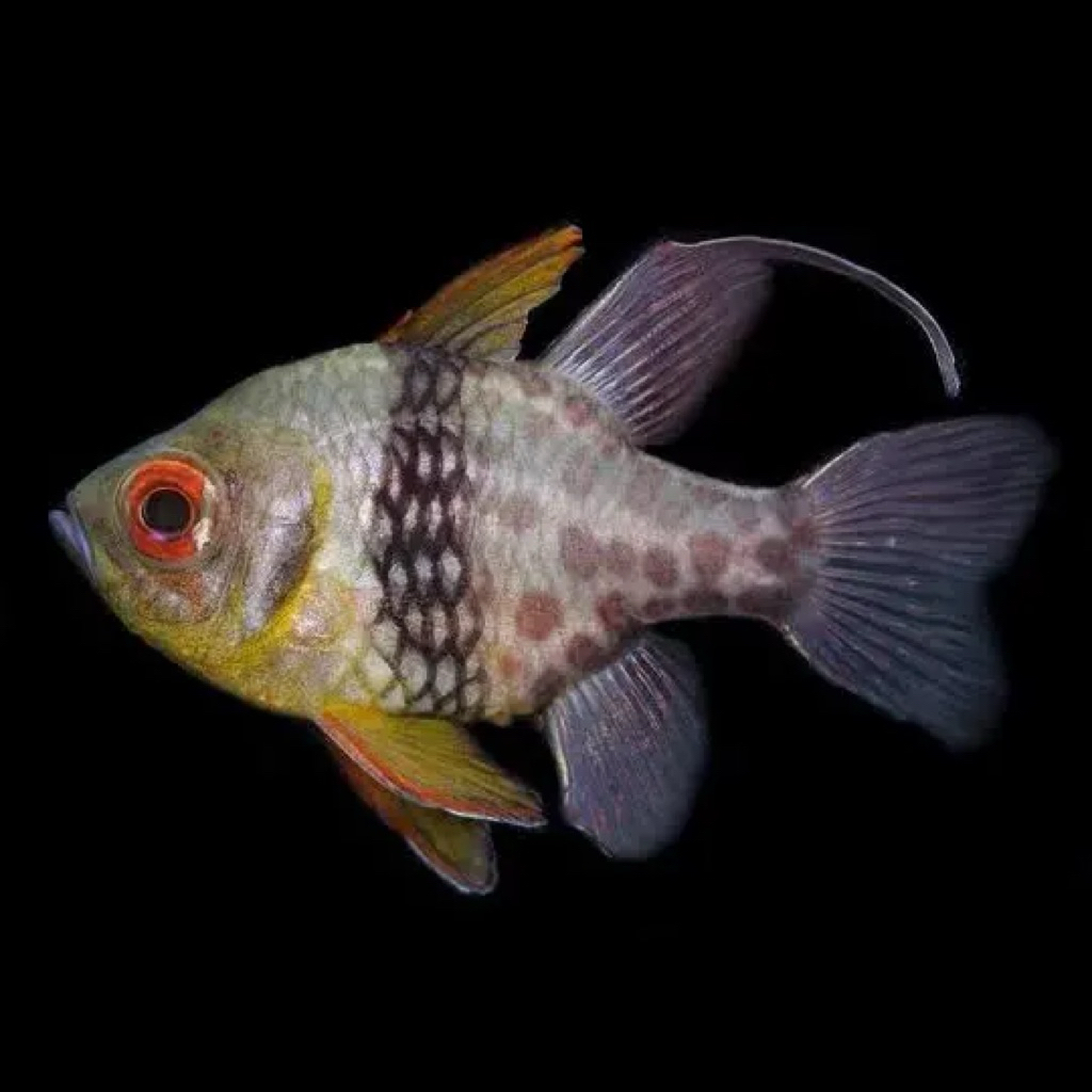 ikan hias laut capungan jakarta / Pajama cardinalfish