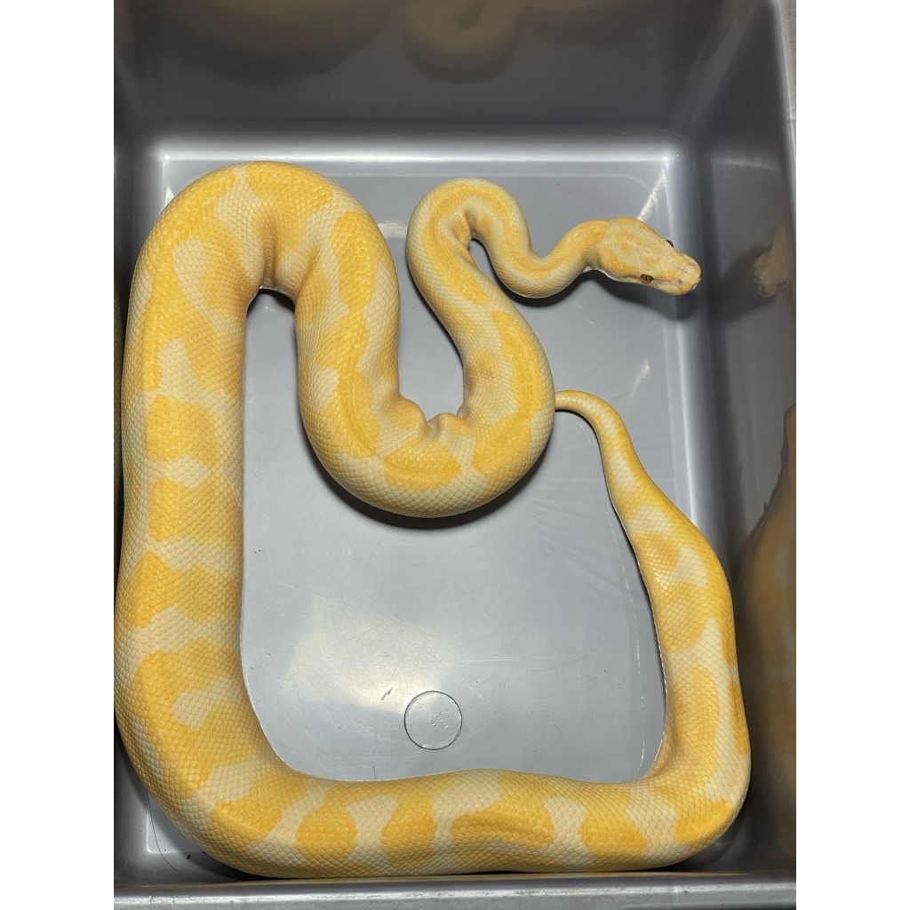Ballpython Enchi Lavender Het Clown Male (Proven)