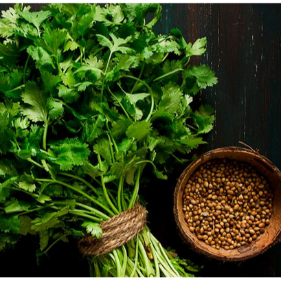 Benih Ketumbar – Bibit Daun Ketumbar Segar – Rempah Dapur