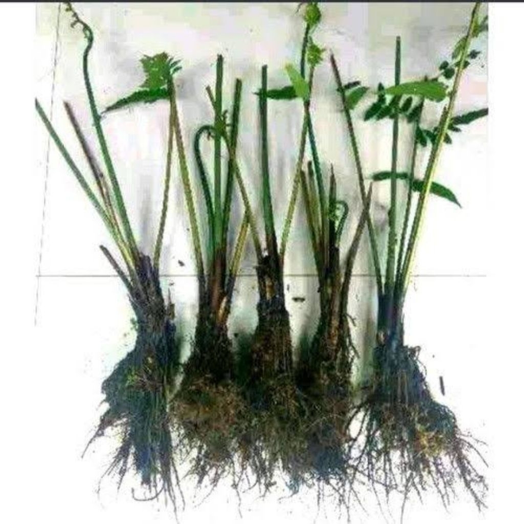 10 Bibit Pakis Sayur / Bibit Pohon pakis sayur / Bibit Tanaman Pakis Sayur