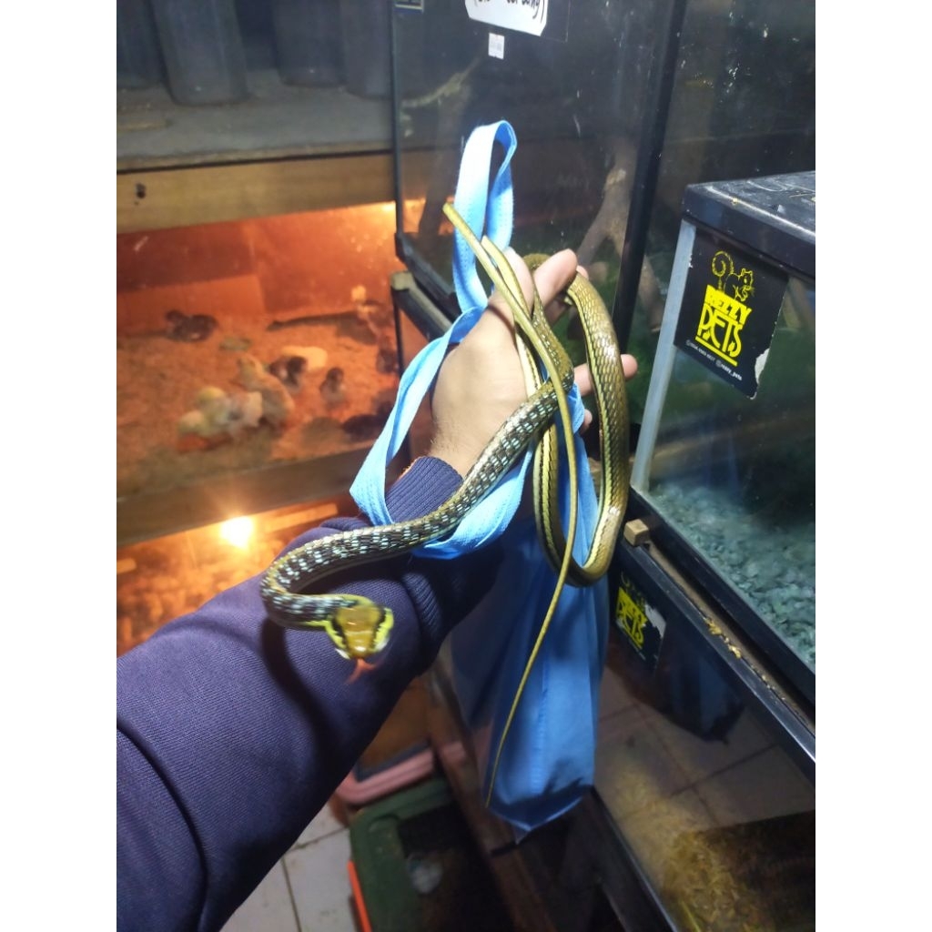 ular picis/pictus / ular tambang ( kurir hanya ojek online maksimal 40 km)