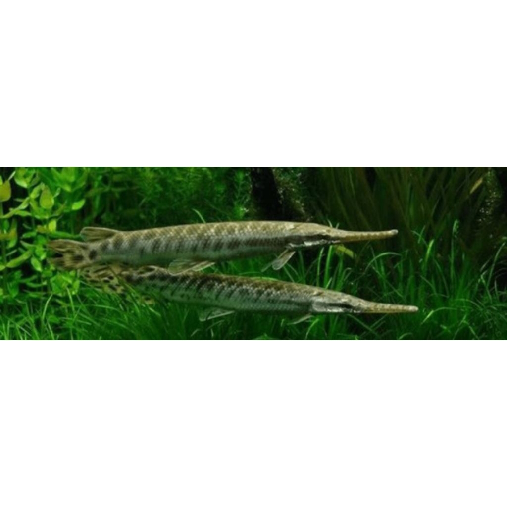 gar florida imut dan cantik 10-13cm