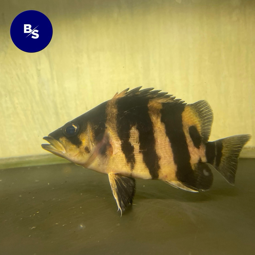 Hiasan Aquarium Datz tigerfish 14cm