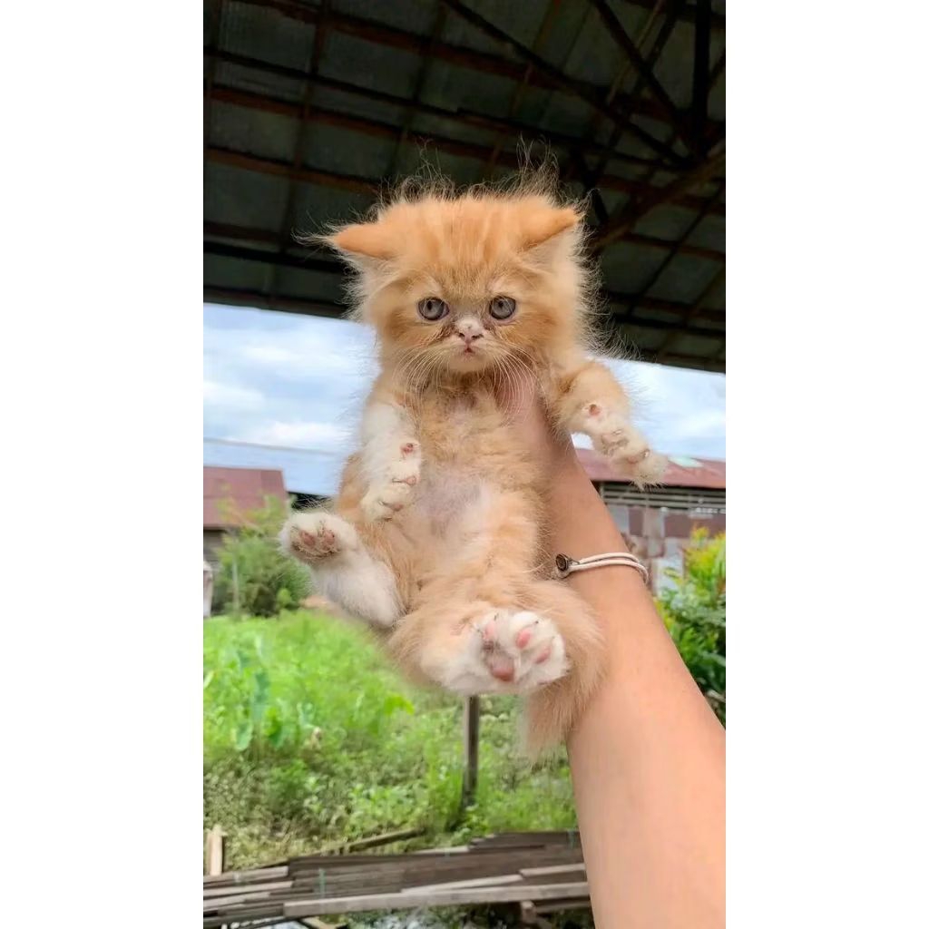 KITTEN PERSIA