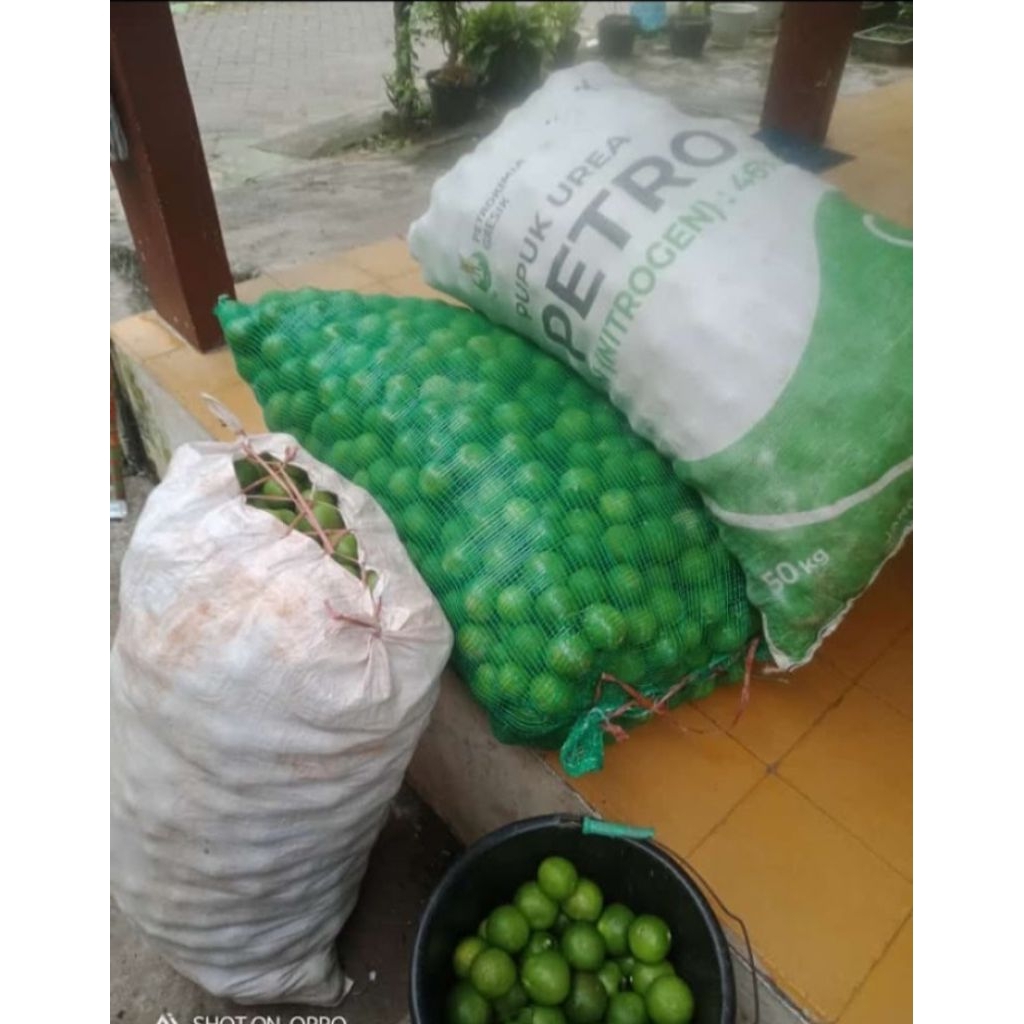 Jeruk Nipis Buah 1KG