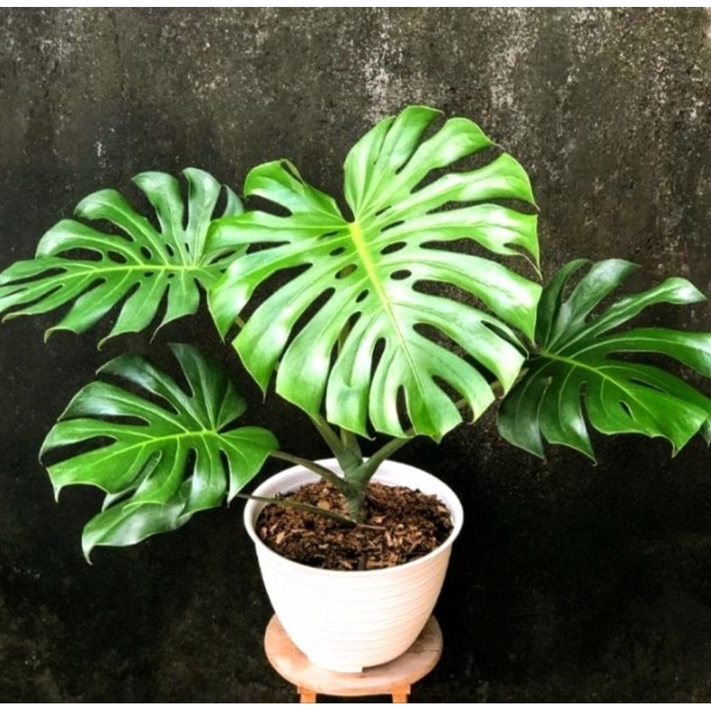 Tanaman Hias Monstera - Bibit Tanaman Hias Monstera King Baby - Monstera Bibit
