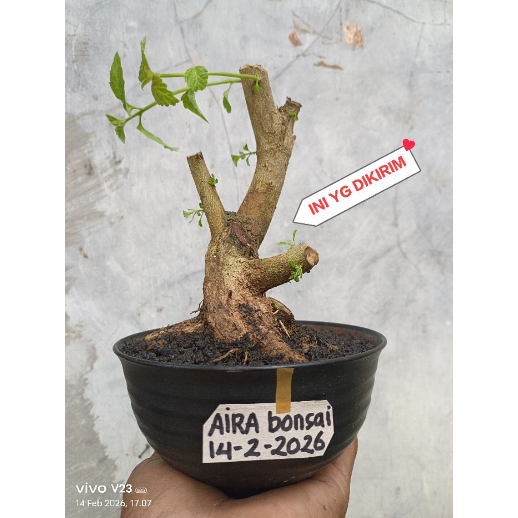 bahan bonsai lantana dongkelan the max
