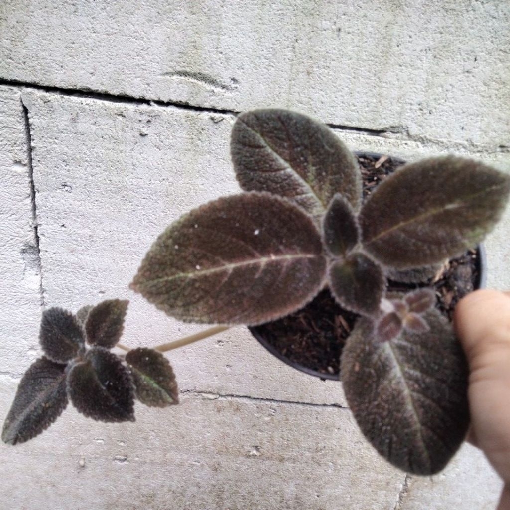 episcia choco velour bunga ungu