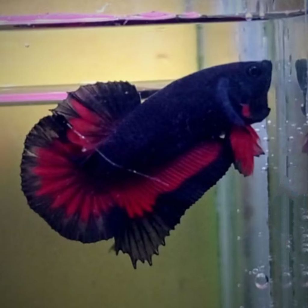 Hiasan aquarium cupang avatar vampir + black vampir