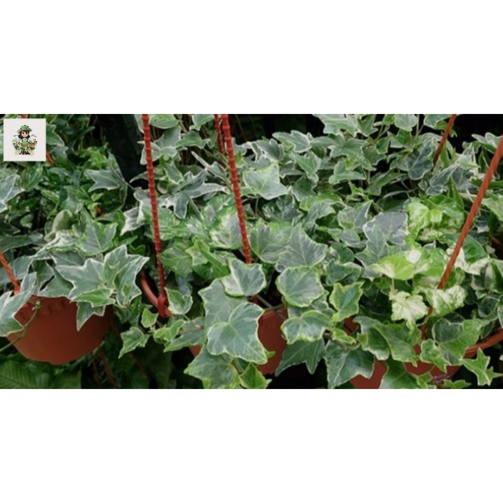 Tanaman hias hedera helix ( english ivy ) - Tanaman hias outdoor/indoor gantung hedera helix.