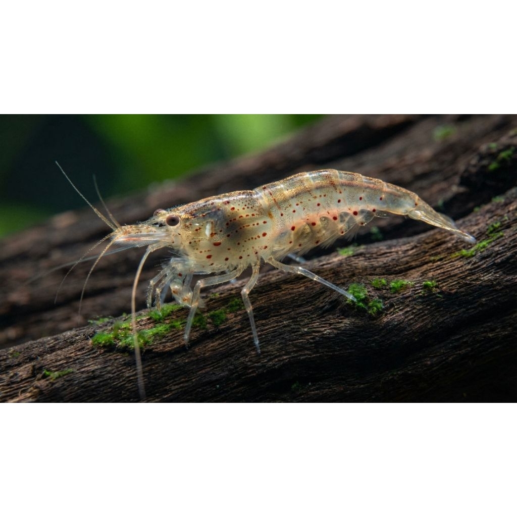 Caridina Japonica (Amano Shrimp) - Pembersih Alga & Lumut Aquascape (Size Remaja)