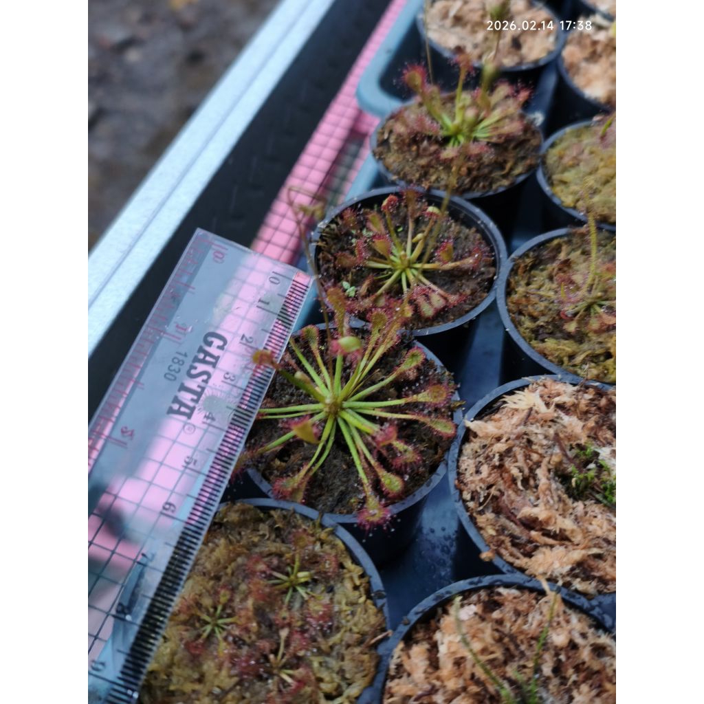 TANAMAN KARNIVORA drosera capilaris