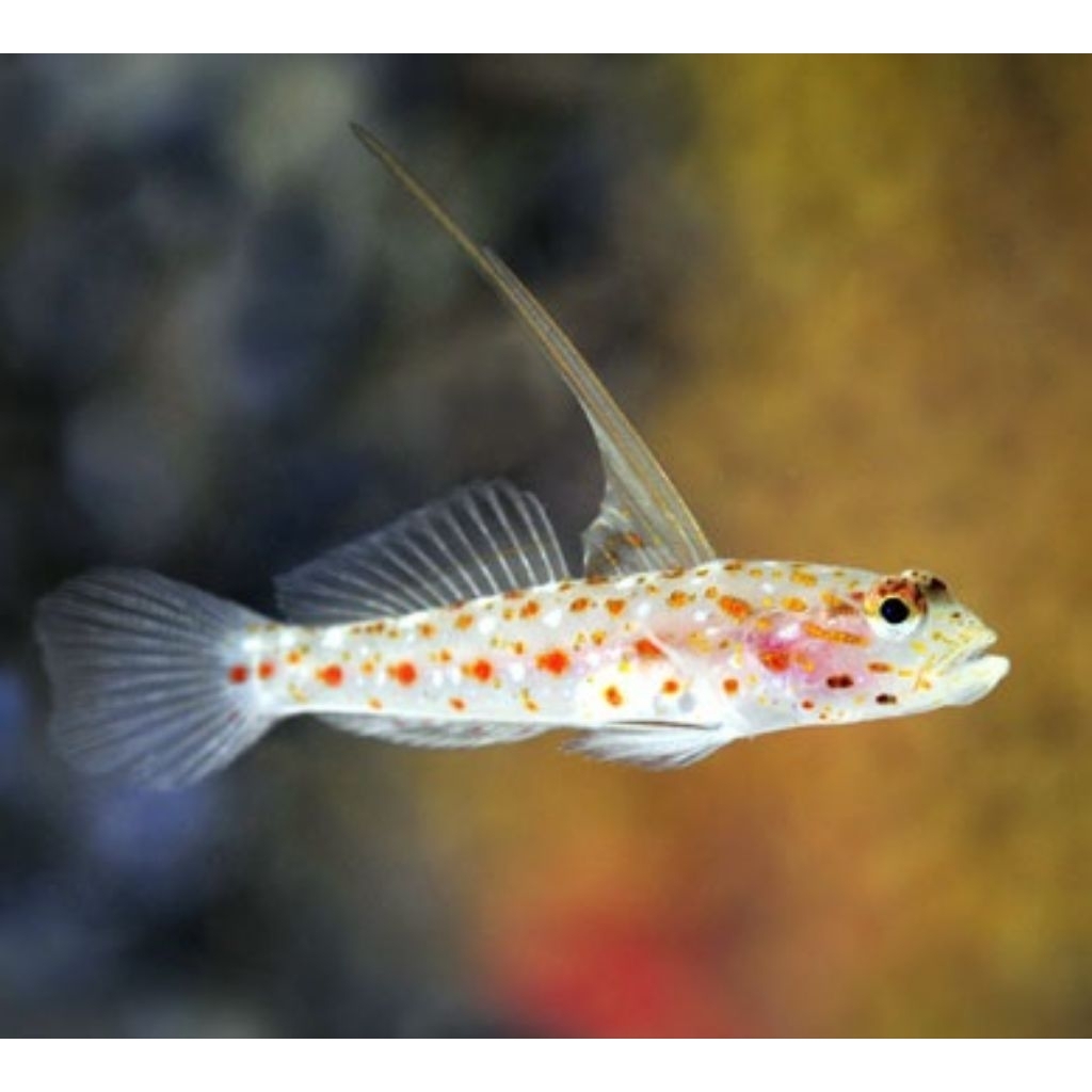 Ikan Hias Air Laut Jabing Titik Layar (Tangaroa Goby)