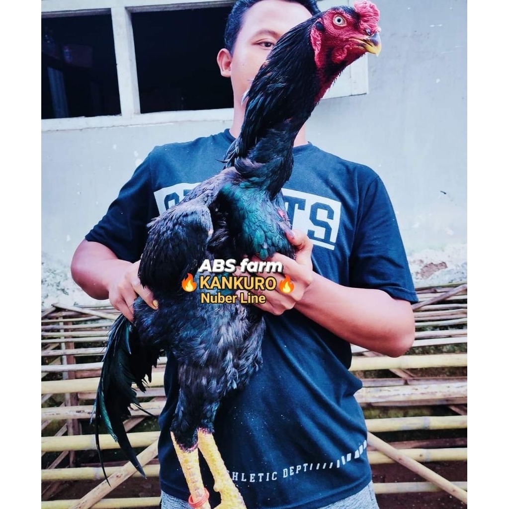 AYAM SHAMO EROPA ORI Berbagai Usia