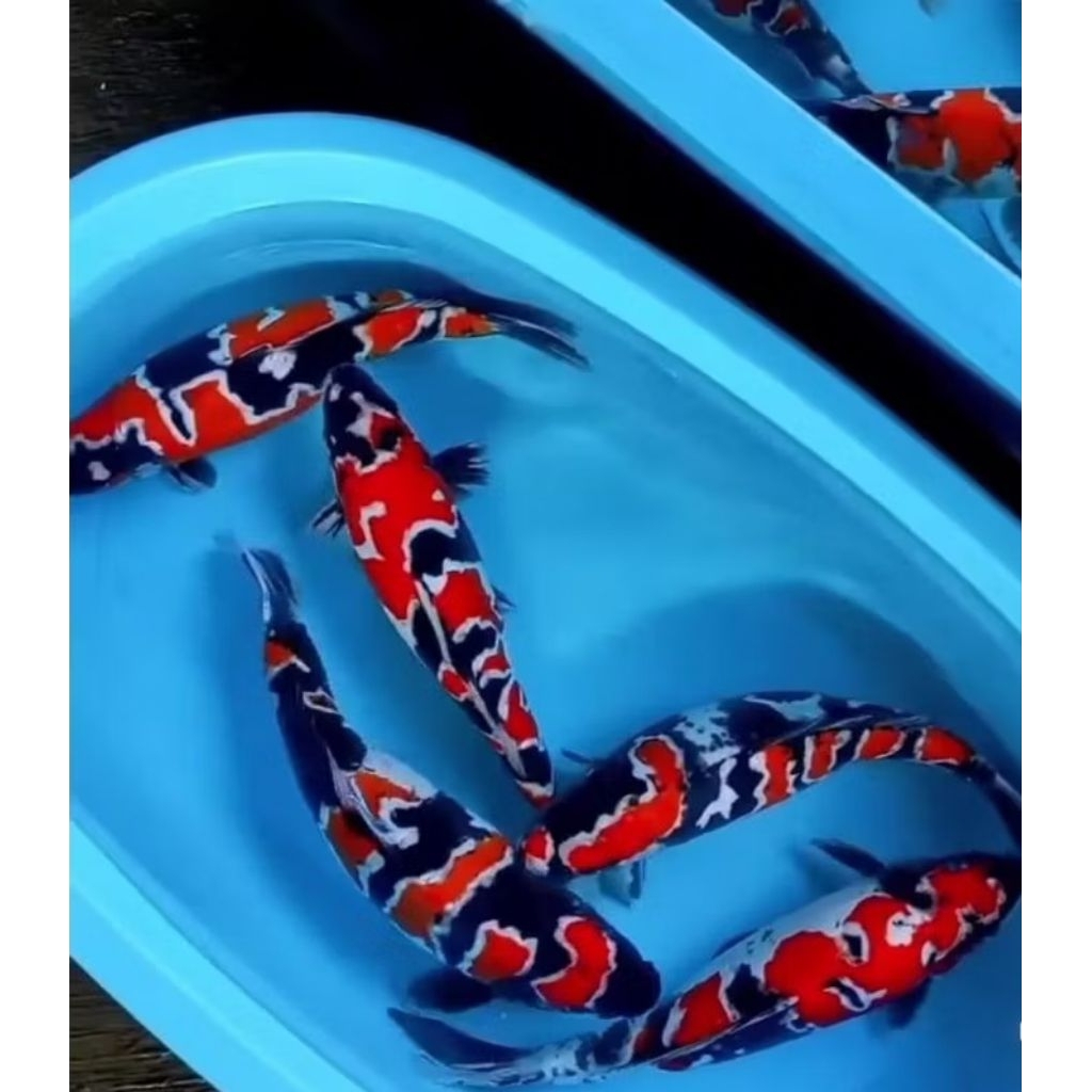 30 pcs koi Naruto biju gama dekorasi Akuarium aquaseceps aquarium air tawar semoga selamat sampai tu