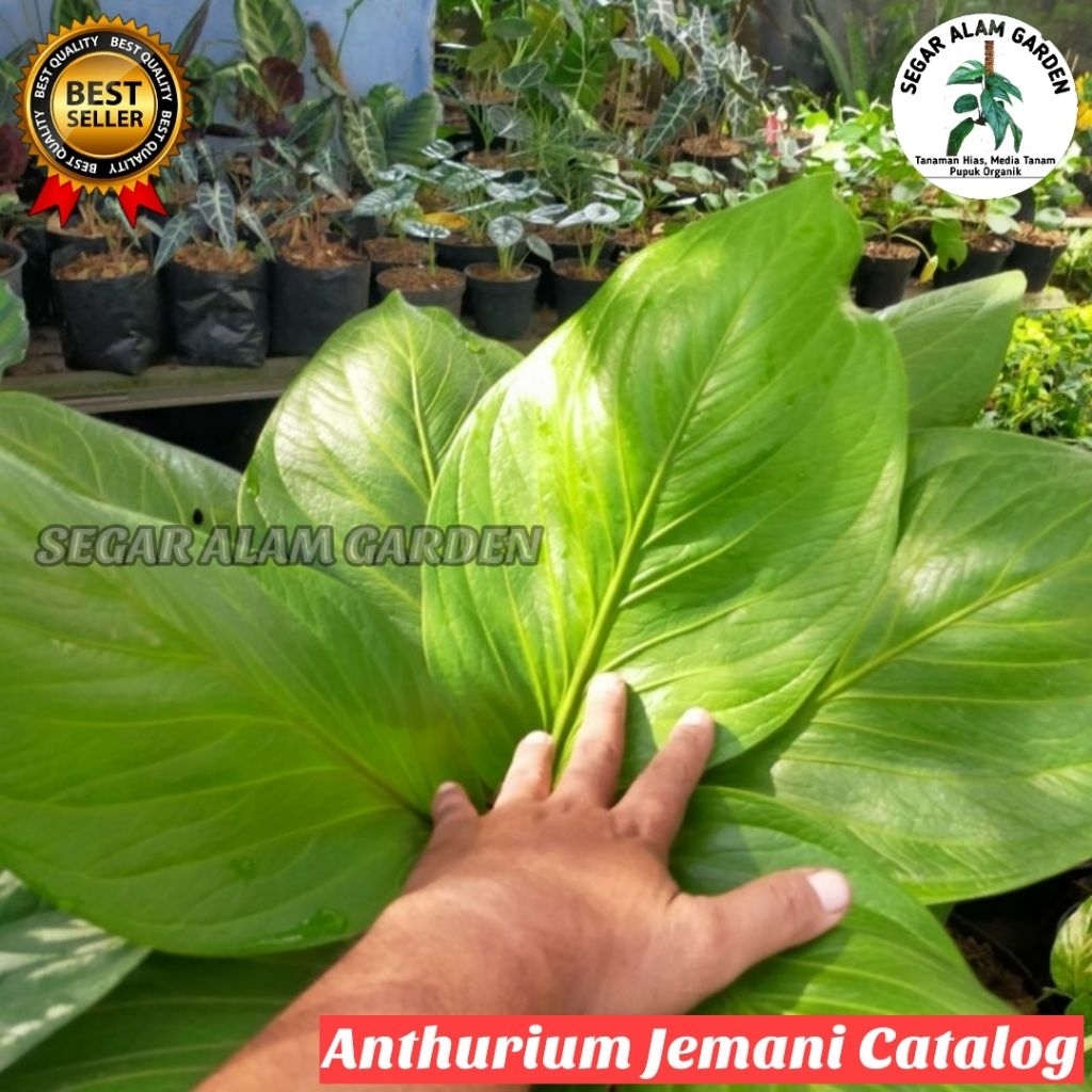 Anthurium Jemani Cobra Catalog Ukuran INDUKAN