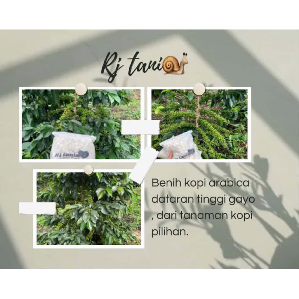 benih kopi arabica Ateng super kopi gayo 1kg
