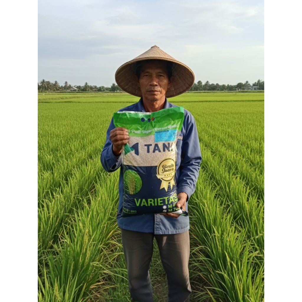 Benih padi M 70 D bersertifikat 5kg